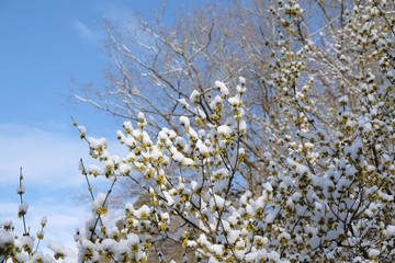 The blooming tree with yellow flowers - Cornus mas (Cornelian cherry, European cornel or Cornelian cherry dogwood) covered snow. The return of winter in spring, when fruit trees begin to bloom.
