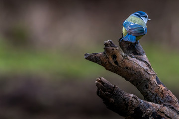 Blue tit at a feeding place at the Mönchbruch pond in a natural reserve in Hesse Germany. Looking for food in winter time.