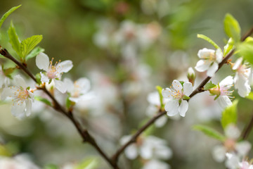 桜の花