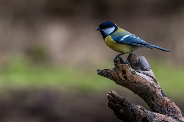 A coal tit in a little forest not far away from the Mönchbruch pond, a natural reserve, looking for food in winter.