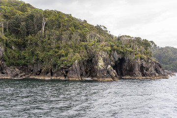 Obraz premium thick vegetation on cape at fjord shore, Milford Sound, New Zealand