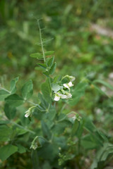 Pisum sativum