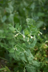 Pisum sativum