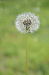 Dandelion flowers, cloesup view. Spring photography with green background, soft focus, bokeh.