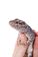 Darwin's iguana or Diplolaemus darwinii on white