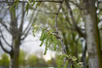Populus alba