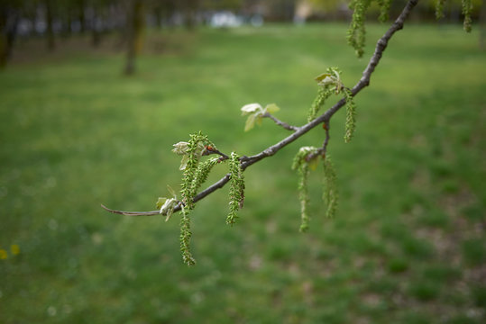 Populus Alba