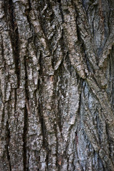 Fototapeta premium Populus nigra italica