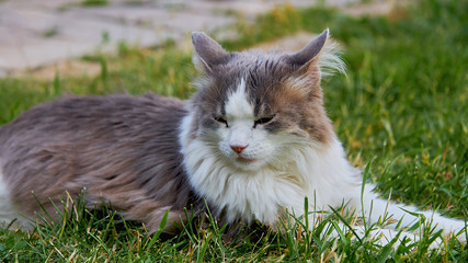 A gray cat is lying on the green grass. Cat on the street on a summer day.