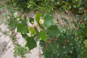 Populus nigra