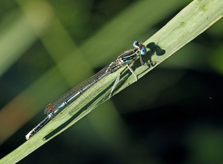 dragonfly on leaf