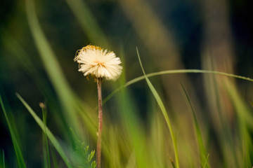 dandelion in the grass