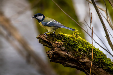 A black tit or also called coal tit at a feeding place at the Mönchbruch pond in a natural reserve in Hesse Germany. Looking for food in winter time.