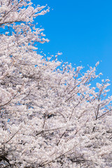 青空と満開の桜　縦位置