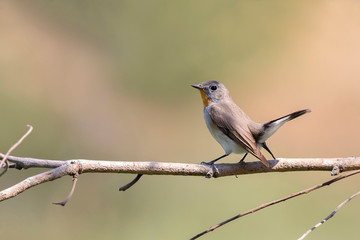 Image of Taiga Flycatcher or Red-throated Flycatcher Bird (Ficedula albicilla) on a tree branch on nature background. Birds. Animal.