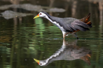Image of white-breasted waterhen bird(Amaurornis phoenicurus) are looking for food in swamp on nature background. Bird. Animals.