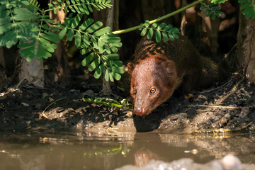 Image of Small asian mongoose(Herpestes javanicus) eating water in a pond on nature background....