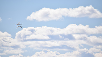 Fototapeta premium blue sky with clouds and swans