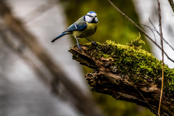 Blue tit at a feeding place at the M&ouml;nchbruch pond in a natural reserve in Hesse Germany. Looking for food in winter time.