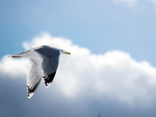 seagull in the sky