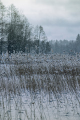 forest in winter