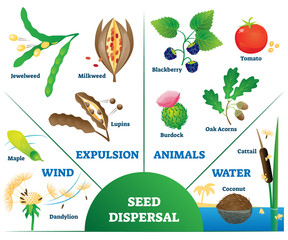 Seed dispersal vector illustration. Labeled plant movement division scheme.