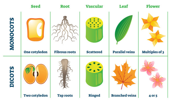 10 examples of monocot plants