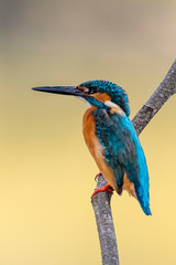 Image of common kingfisher (Alcedo atthis) perched on a branch on nature background. Bird. Animals.