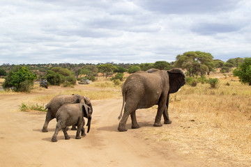 Fototapeta na wymiar Female elephant taking care of her babies on the savanna of Tarangire National Park, in Tanzania