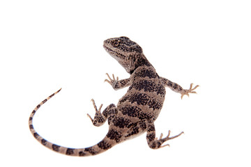 Pretty grey lizard Pristidactylus nigroiugulus on white