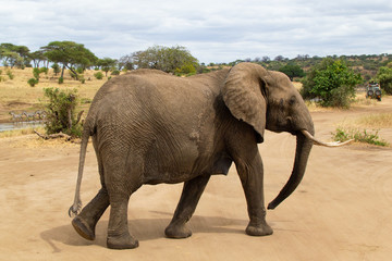 Female elephant walking on the yellow grass of the savanna of Tarangire National Park, in Tanzania