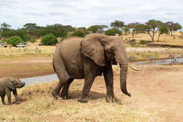 Fototapeta na wymiar Female elephant walking on the yellow grass of the savanna of Tarangire National Park, in Tanzania