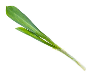Fototapeta premium twig of fresh wild garlic (ramson) cutout on white