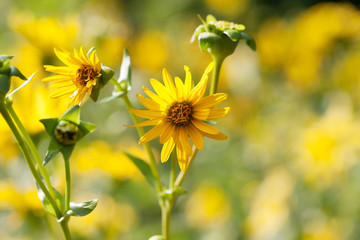 Blooming yellow flowers of sunflower aster family on meadow