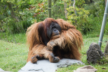 Orangutan at the zoo