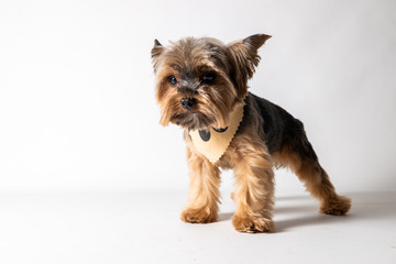 Yorkie on white