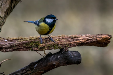 A black tit or also called coal tit at a feeding place at the Mönchbruch pond in a natural reserve in Hesse Germany. Looking for food in winter time.