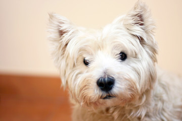 West highland white terrier looking at the camer. Portret of dog with copyspace