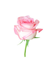 Pink rose bud flower  isolated on white background , clipping path