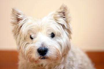West highland white terrier looking at the camer. Portret of dog with copyspace