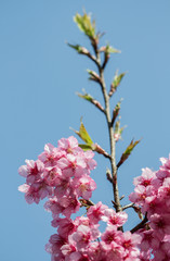 Pink sakura, blur style