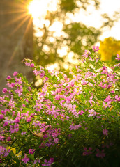 Beautiful pink flowers with sun rays at the background.