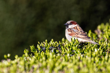 Un Moineau sur la haie