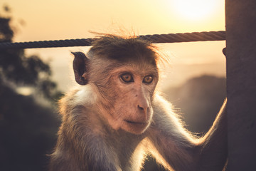 Singe