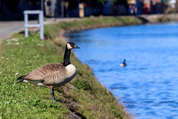 Une oie en bord de meuse