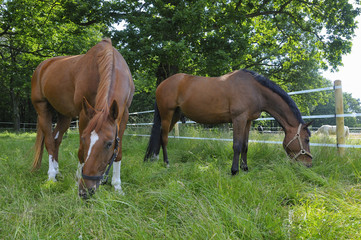 zwei Pferde grasen friedlich zusammen auf einem kleinen Weidestück