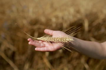 Children's hand holds a spikelet of wheat on the field, in the countryside. Agriculture. Rich harvest. Horizontal photo. selective focus