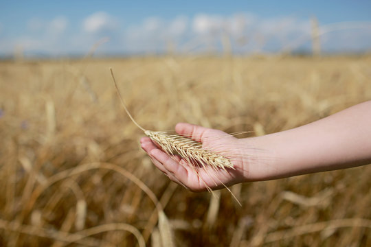 Children's hand holds a spikelet of wheat on the field, in the countryside. Agriculture. Rich harvest. Horizontal photo. background with wheat field and sky. selective focus