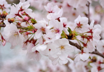 川の土手の桜の並木　町の景色　日本の春