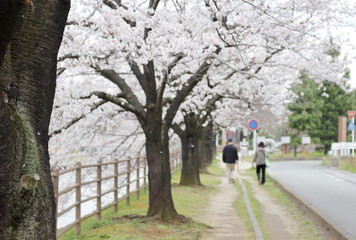 Fototapeta na wymiar 川の土手の桜の並木　町の景色　日本の春